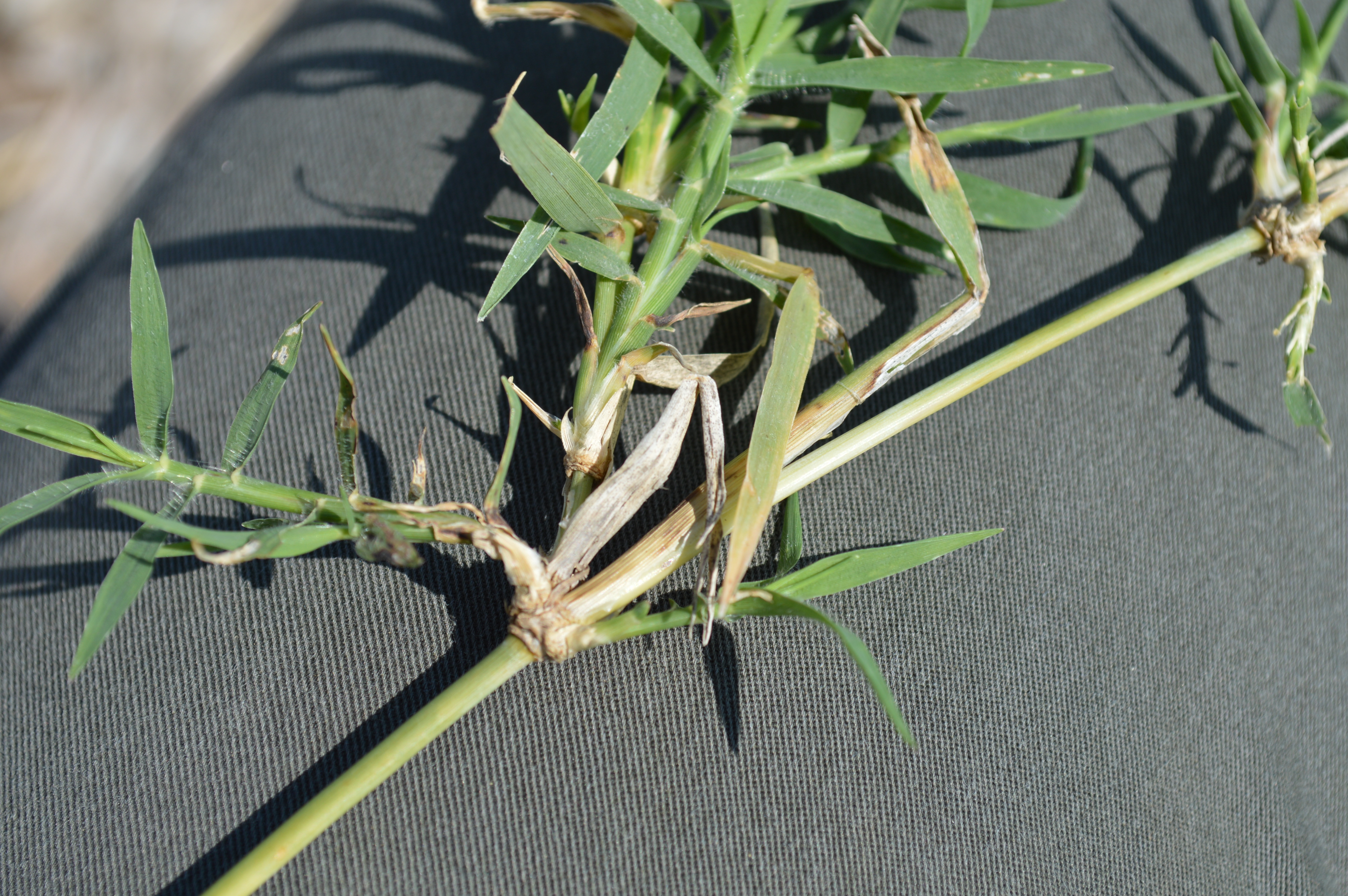Bermudagrass leaves and stems.  Leaves are rolled in the bud.  They are flat with a gray-green to bluish green color.  